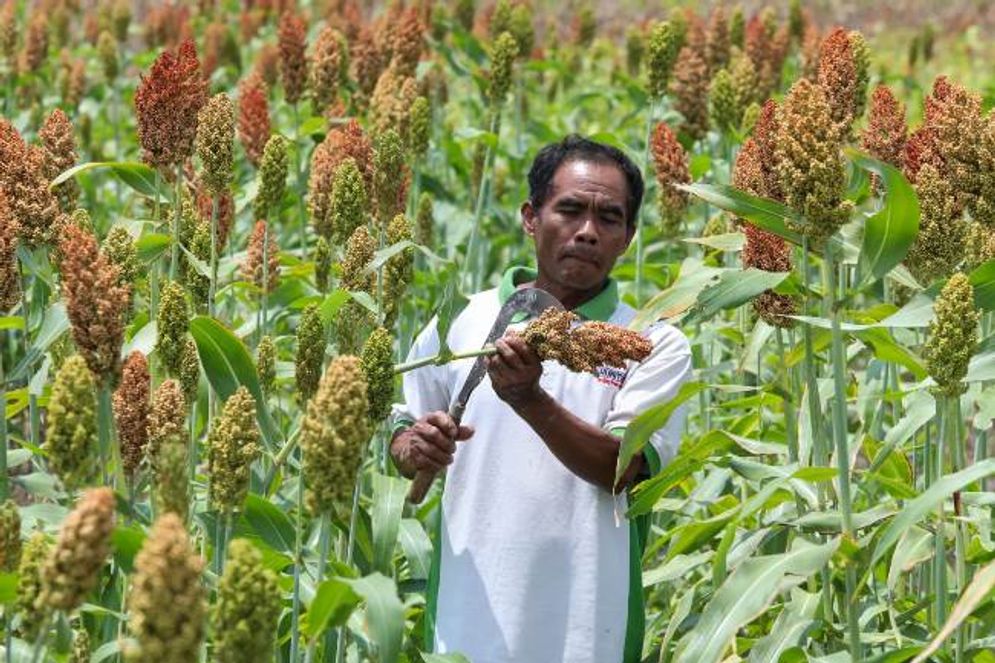 petani sorgum.jpg