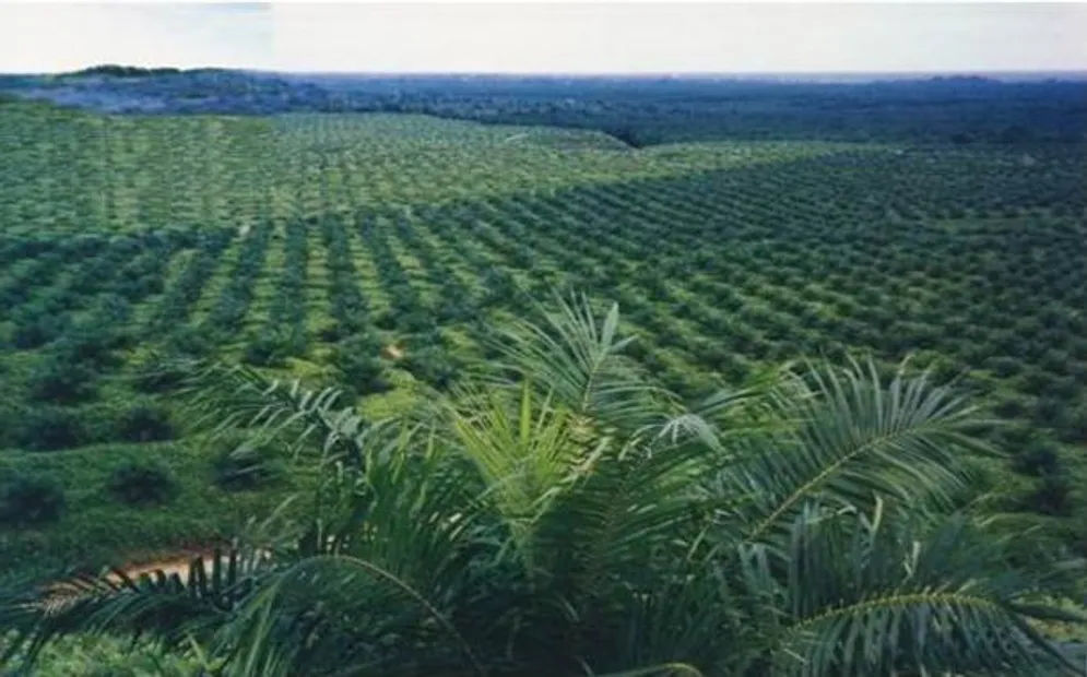 Kebun sawit biasanya menggunakan HGU sebagai lahannya