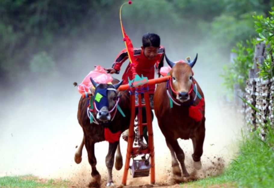 Dokumentasi karapan sapi/Foto ANTARA
