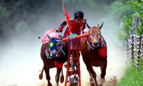 Dokumentasi karapan sapi. Foto ANTARA.JPG