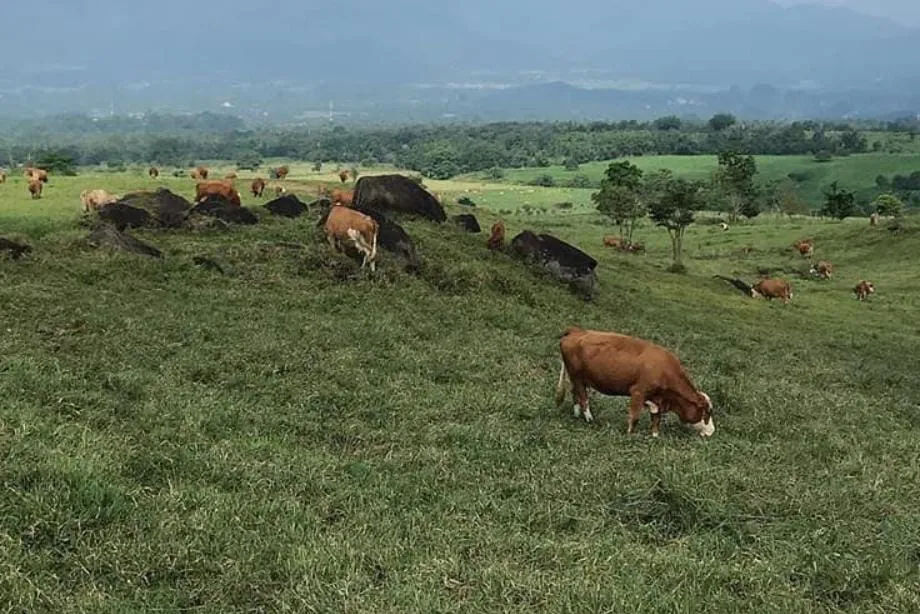 Peternakan sapi mini ranch yang digagas Pemprov Kaltim belum mampu mencukupi kebutuhan daging sebanyak 519 ribu ekor setahun. 