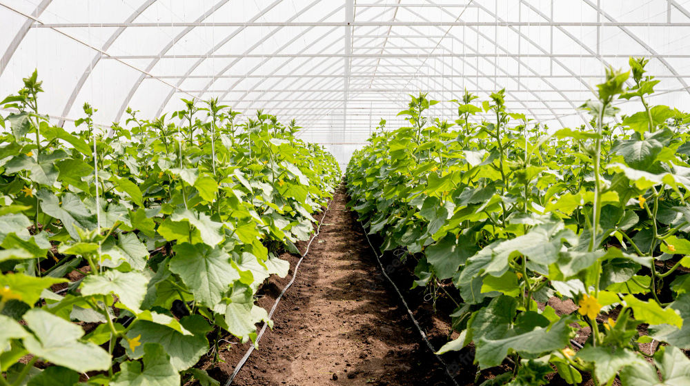 long-shot-greenhouse-plant-rows_23-2148585721.webp