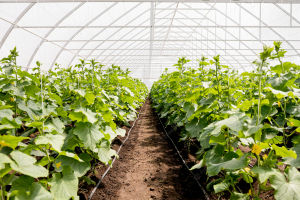 long-shot-greenhouse-plant-rows_23-2148585721.webp