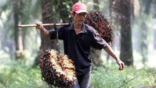 Kemendag Klaim Penerapan Kebijakan DMO Sawit Sudah Tepat