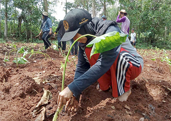Fakultas Pertanian UTP Solo Ajak Mahasiswa Kuliah Lapangan TBOT Semusim Pangan di Karanganyar