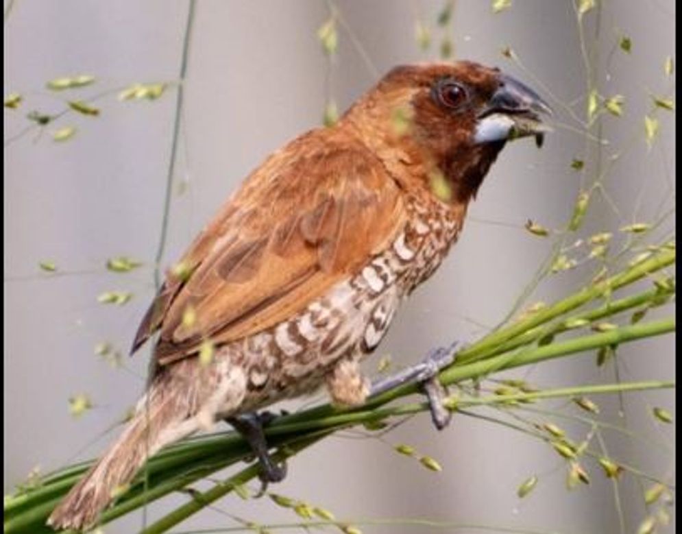 bURUNG PIPIT.JPG