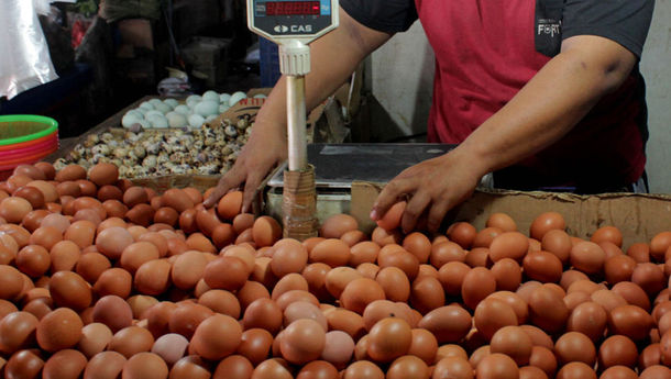 Cegah Stunting, Badan Pangan Nasional Himbau Makan Telur Setiap Hari