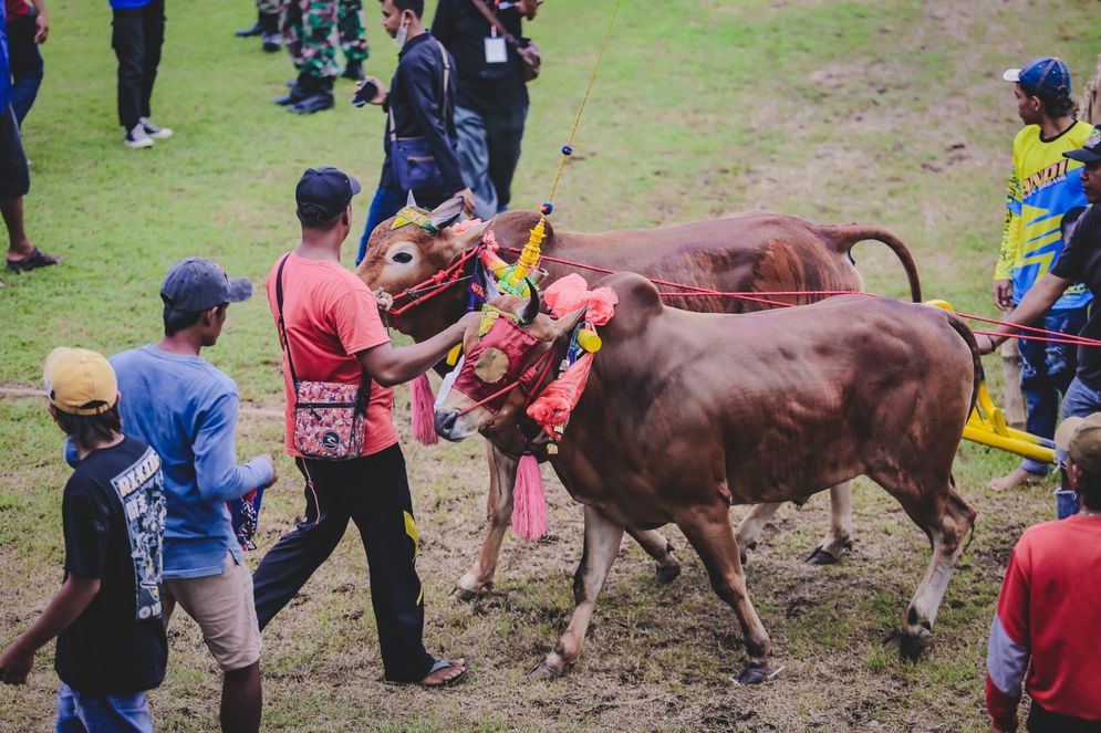 karapan sapi.jpg