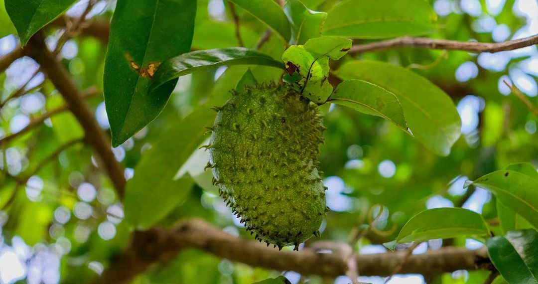 Perlu Tahu Nih, Mitos atau Fakta Tanaman Ini