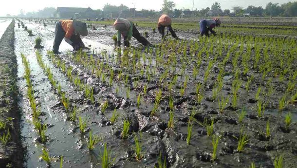 Wilmar Salurkan 5 Ton Beras untuk Warga Terdampak Banjir di Lampung Selatan