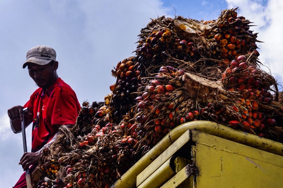 Petani di Jalur 17, Kabupaten Banyuasin, Sumatera Selatan sedang memanen buah kelapa sawit pada Senin, 17 November 20