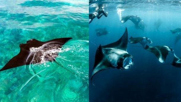 Keindahan Menawan Bawah Laut di Manta Point Takka Makasar, Labuan Bajo