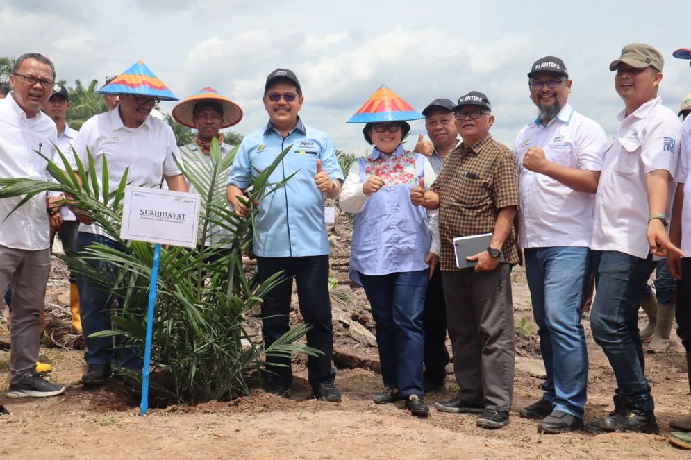 Penanaman seratus ribu lebih batang bibit kelapa sawit disiapkan untuk program tanam ulang (replanting) seluas 667 hektare di PTPN VII Unit Betung Krawo. 