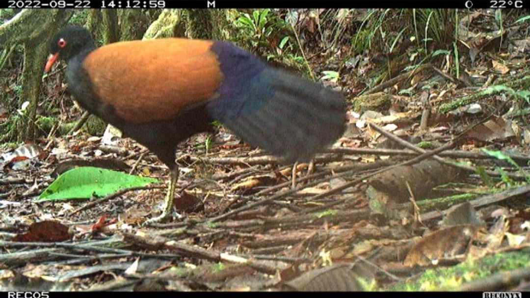 burung merpati.jpg