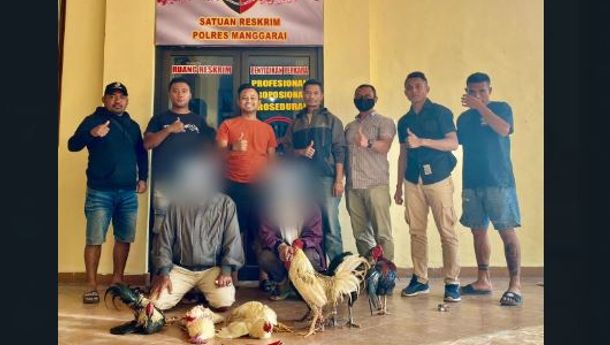 Polres Manggarai Gerebek Judi Sabung Ayam di Kecamatan Ruteng, Dua Orang Pelaku Diamankan
