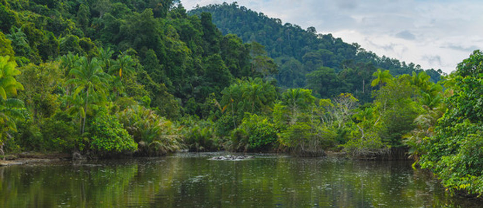 Ilustrasi hutan