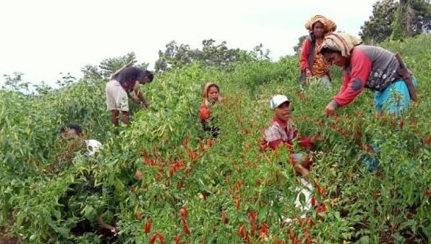 Kelompok Pemberdayaan Hortikultura Desa Terong, Manggarai Panen Puluhan Kilogram Lombok
