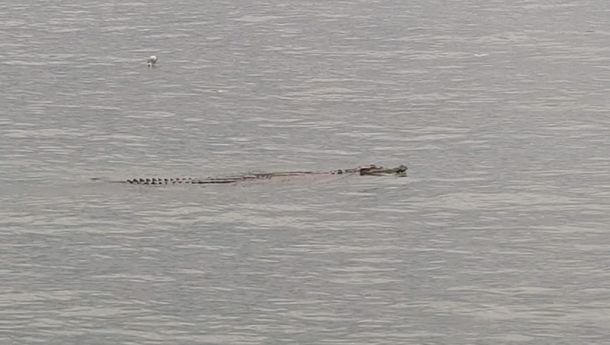 Heboh Kemunculan Buaya Muara di Pesisir Pantai Bandar Lampung