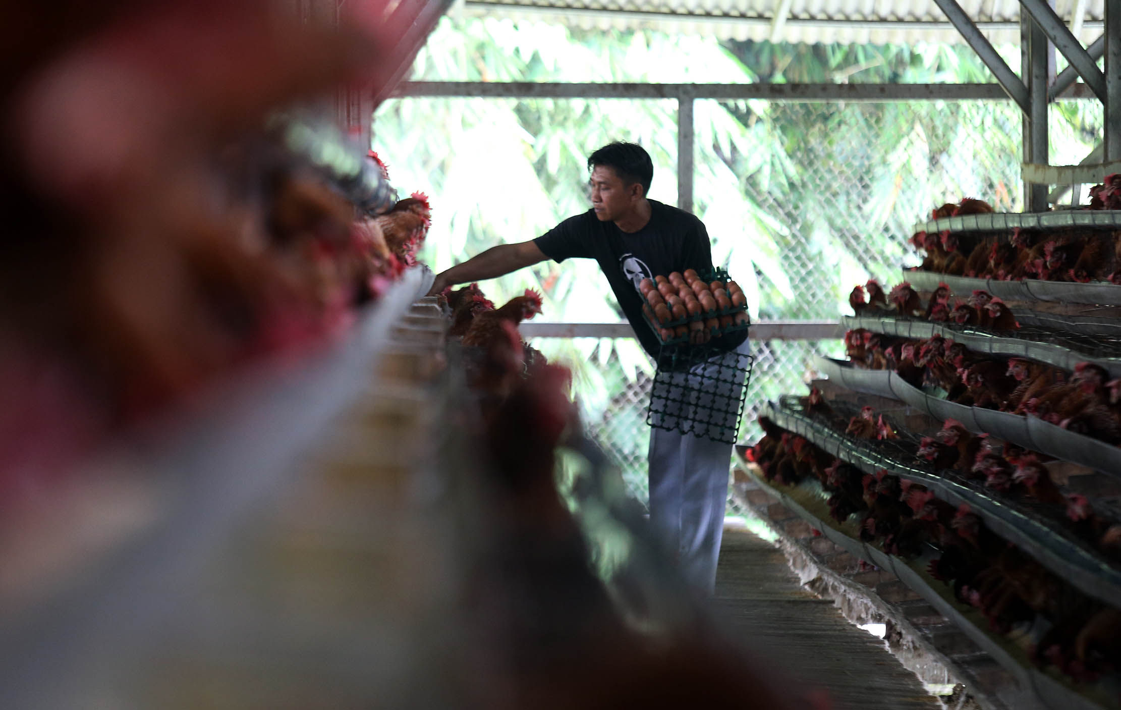 Nampak pekerja tengah memanen hasil ternak ayam petelur di kawasan Rawa Kalong, Gunung Sindur,Kabupaten Bogor. Selasa 20 Desember 2022. Foto : Panji Asmoro/TrenAsia