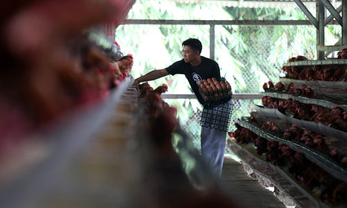 Nampak pekerja tengah memanen hasil ternak ayam petelur di kawasan Rawa Kalong, Gunung Sindur,Kabupaten Bogor. Selasa 20 Desember 2022. Foto : Panji Asmoro/TrenAsia