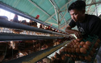Aktifitas Peternak Ayam Petelur - Panji 2.jpg