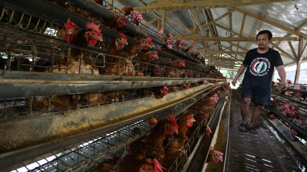 Aktifitas Peternak Ayam Petelur - Panji 4.jpg