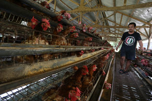 Aktifitas Peternak Ayam Petelur - Panji 4.jpg