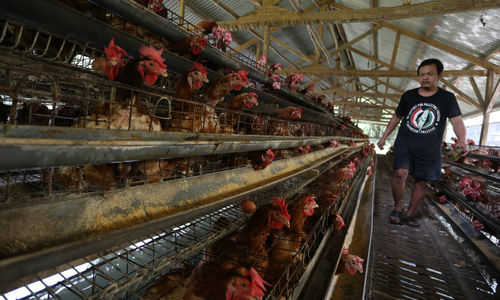 Aktifitas Peternak Ayam Petelur - Panji 4.jpg