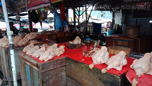 Harga Ayam Potong di Bandar Lampung Tembus Rp50 Ribu per Ekor