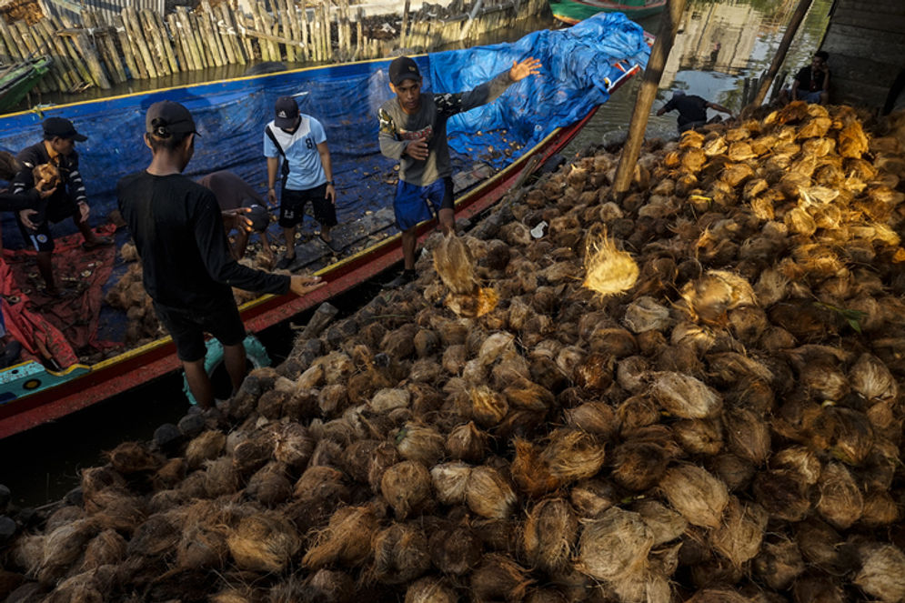 Para petani kelapa di Desa Teluk Payo, Kabupaten Banyuasin, Sumatera Selatan sedang menggiring kelapa melalui sungai kecil, mengupas kulit dan menjual buat kelapa di pengepul pada Senin, 14, September 2020. 