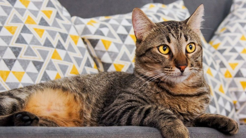 5 Hewan Peliharaan yang Paling Dicari Melalui Google Lens Selama Tahun 2022, Tertarik Memeliharanya?