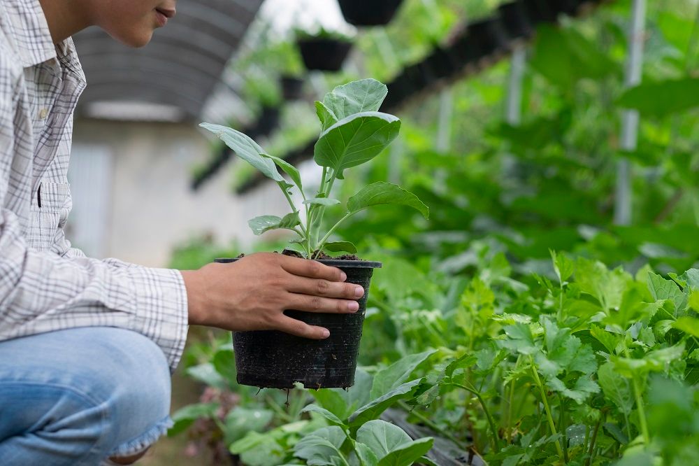 <p>become a successful young farmer</p>
