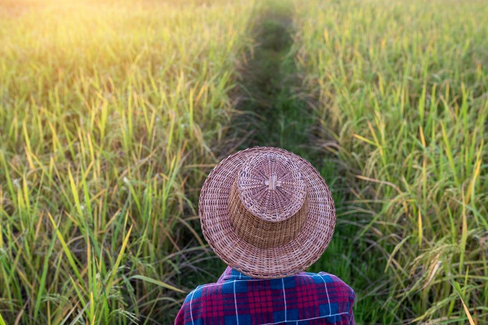 <p>how to plant rice</p>
