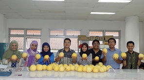 25 Tahun Fokus Teliti Melon, UGM Hasilkan Hikapel