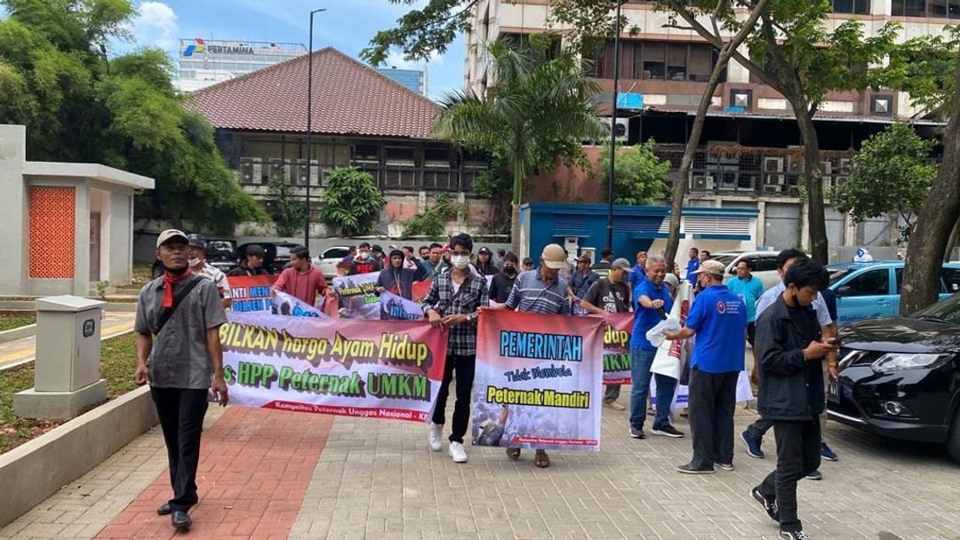 Harga Ayam Anjlok, Peternak Unggas Geruduk Kemendag.jpeg