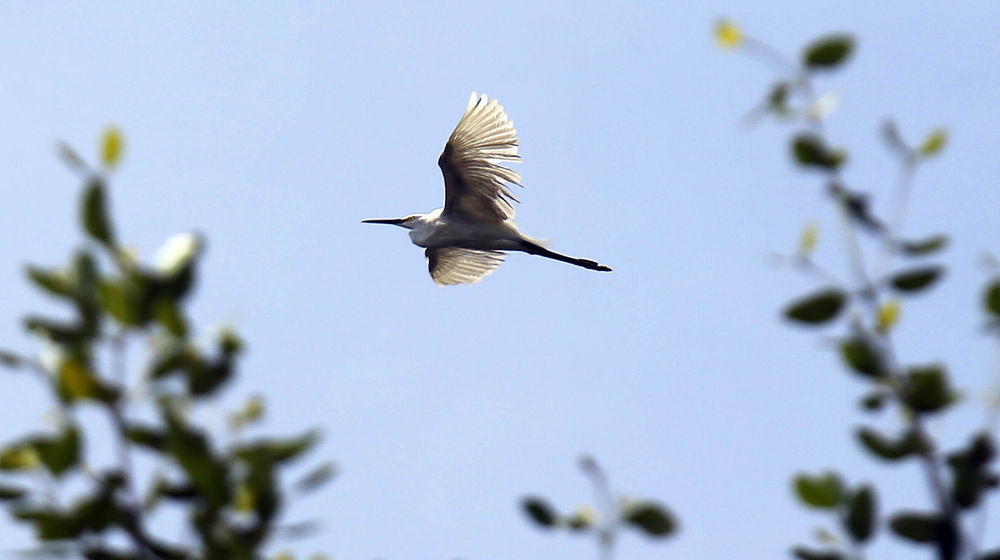 Sensus Burung Air Asia - Panji 1.jpg