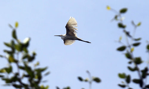 Sensus Burung Air Asia - Panji 1.jpg