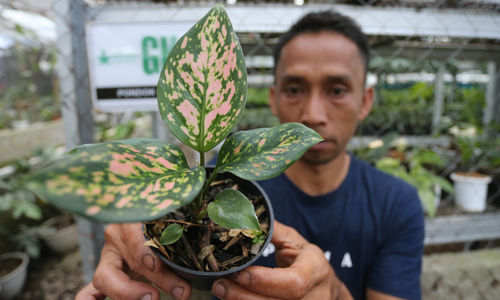 Nampak karyawan tengah melakukan perawatan tanaman di sebuah pusat pengembangan tanaman hias di kawasan Cijeruk Kabupaten Bogor Jawa Barat, Selasa 17 Januari 2023. Foto : Panji Asmoro/TrenAsia