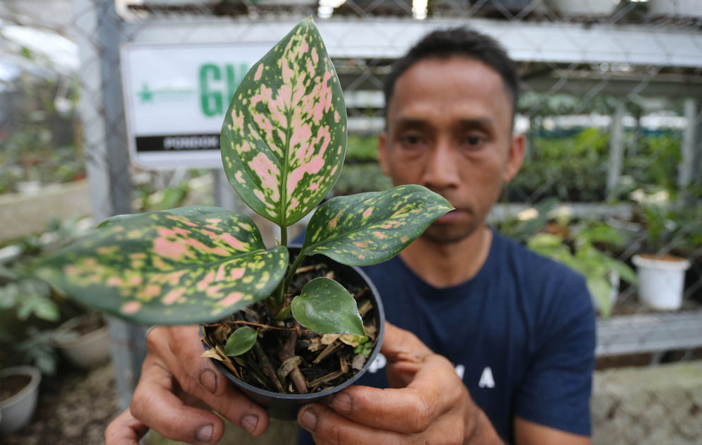 Nampak karyawan tengah melakukan perawatan tanaman di sebuah pusat pengembangan tanaman hias di kawasan Cijeruk Kabupaten Bogor Jawa Barat, Selasa 17 Januari 2023. 