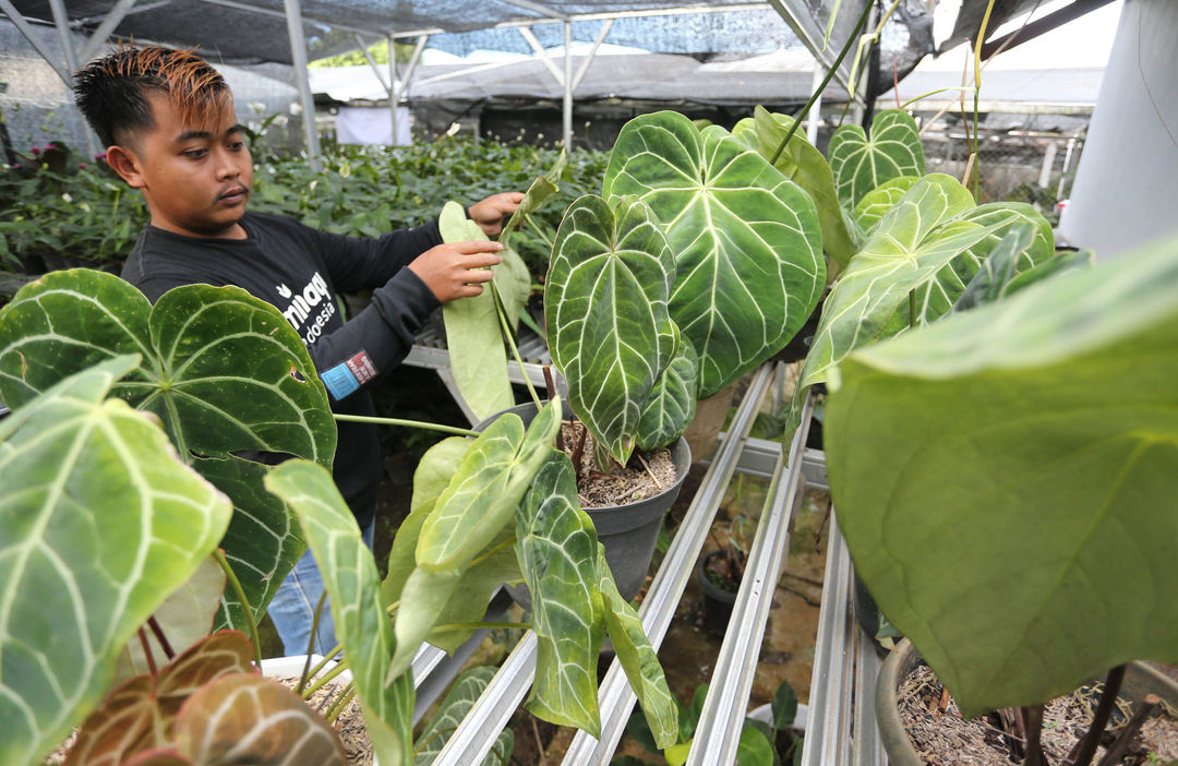 Nampak karyawan tengah melakukan perawatan tanaman di sebuah pusat pengembangan tanaman hias di kawasan Cijeruk Kabupaten Bogor Jawa Barat, Selasa 17 Januari 2023. Foto : Panji Asmoro/TrenAsia