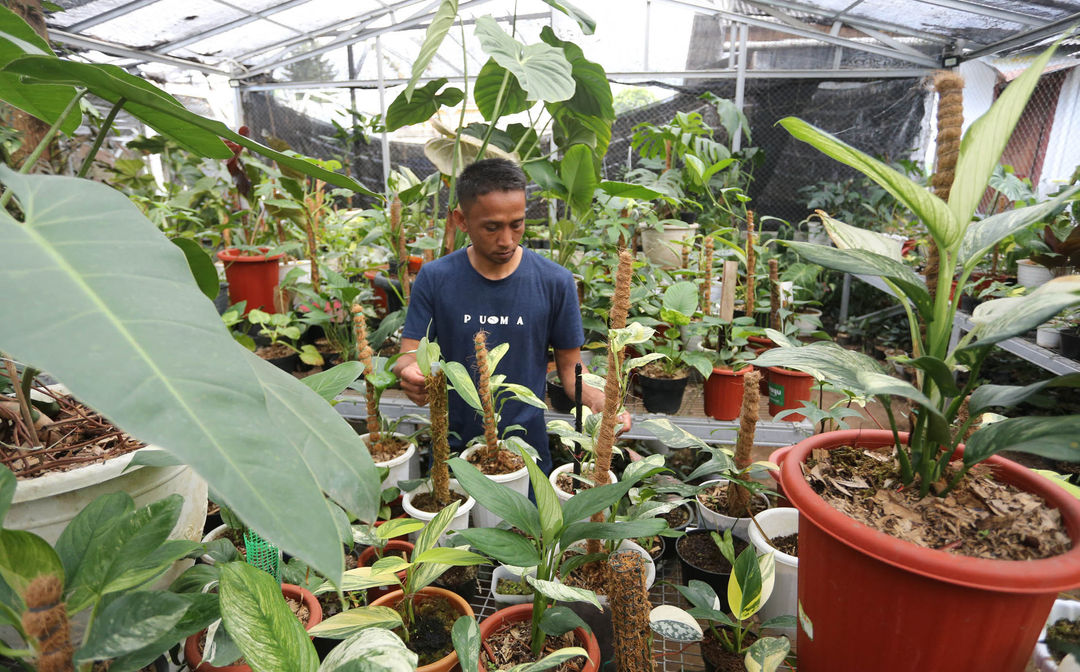 Nampak karyawan tengah melakukan perawatan tanaman di sebuah pusat pengembangan tanaman hias di kawasan Cijeruk Kabupaten Bogor Jawa Barat, Selasa 17 Januari 2023. Foto : Panji Asmoro/TrenAsia