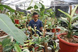 Bisnis Tanaman Hias Kualitas Ekspor - Panji 4.jpg