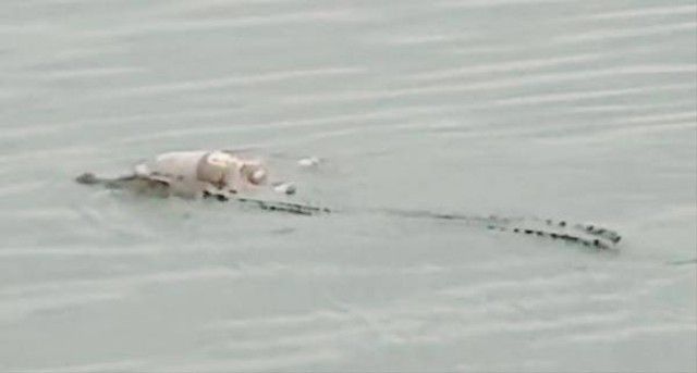 Detik-detik seekor buaya membawa jasad bayi yang tenggelam ke pinggir Sungai Mahakam. (Foto:Istimewa)