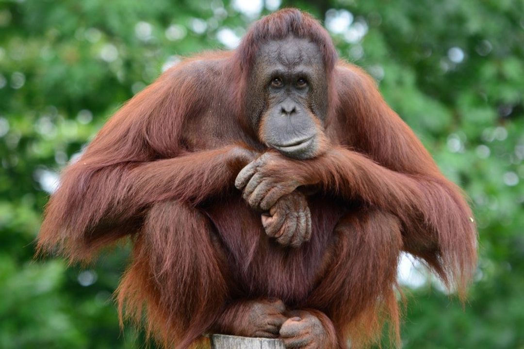 Orangutan.jpg