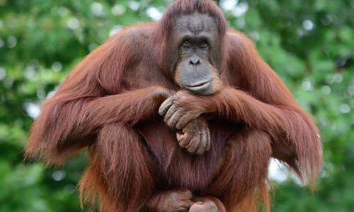 Orangutan.jpg