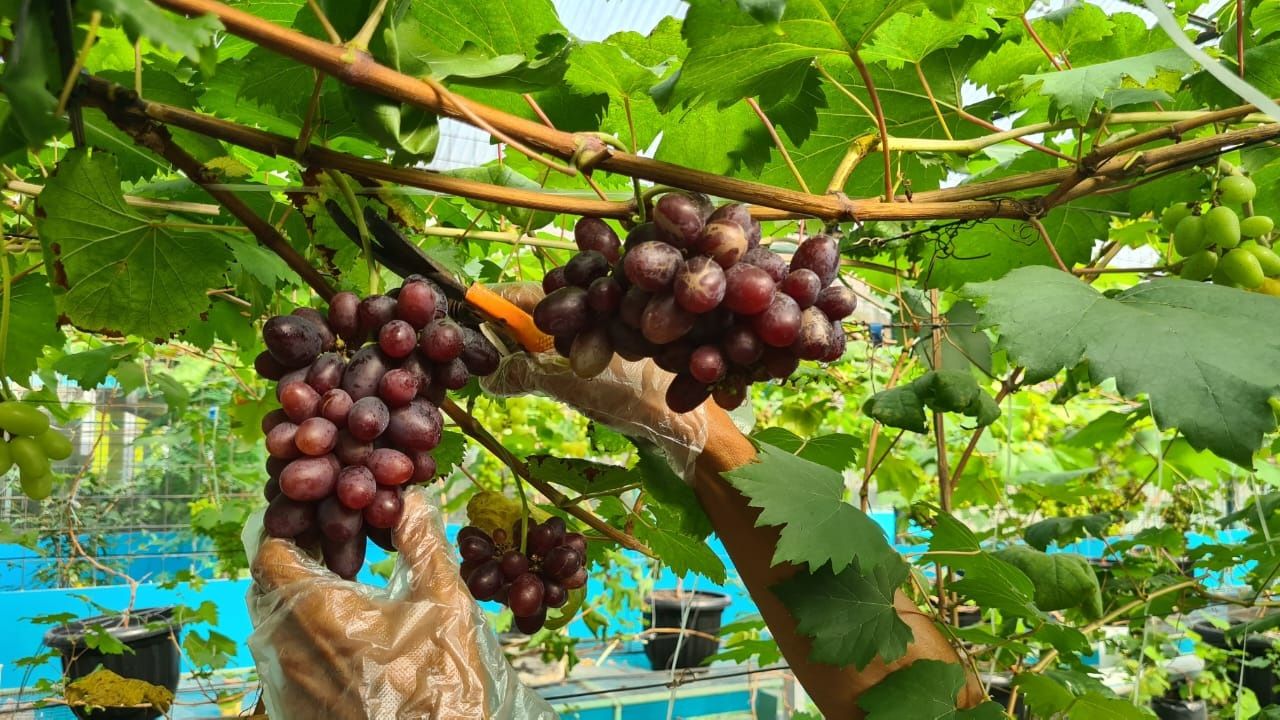 Anggota Komunitas Anggur Tangsel tengah merawat tanaman buah anggur di Balai Penyuluhan Pertanian Kota Tangerang Selatan, Selasa 31 Januari 2023. Foto : Panji Asmoro/TrenAsia