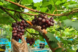 Budidaya Anggur Rumahan - Panji 4.jpg