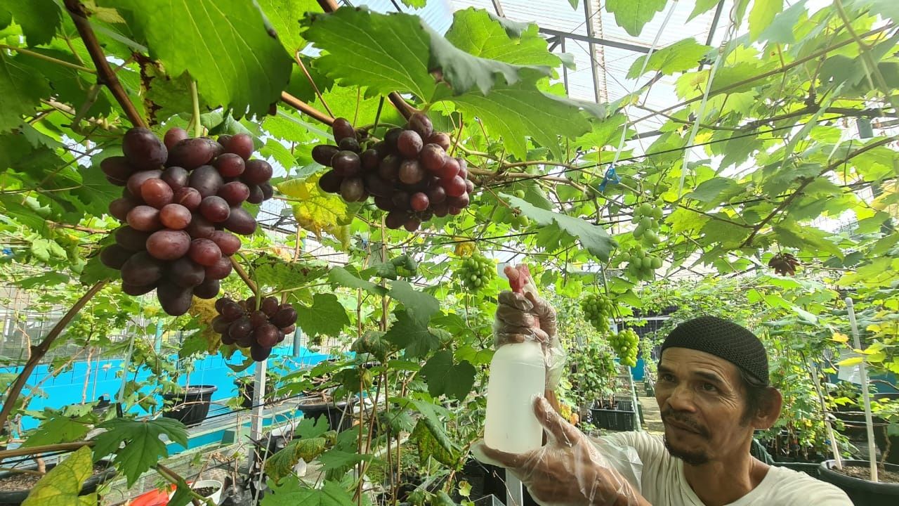 Anggota Komunitas Anggur Tangsel tengah merawat tanaman buah anggur di Balai Penyuluhan Pertanian Kota Tangerang Selatan, Selasa 31 Januari 2023. Foto : Panji Asmoro/TrenAsia