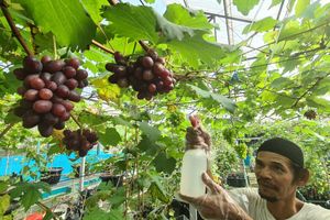 Budidaya Anggur Rumahan - Panji 1.jpg