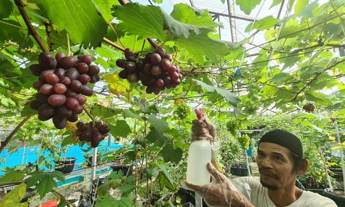 Budidaya Anggur Rumahan - Panji 1.jpg